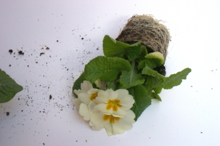 primula